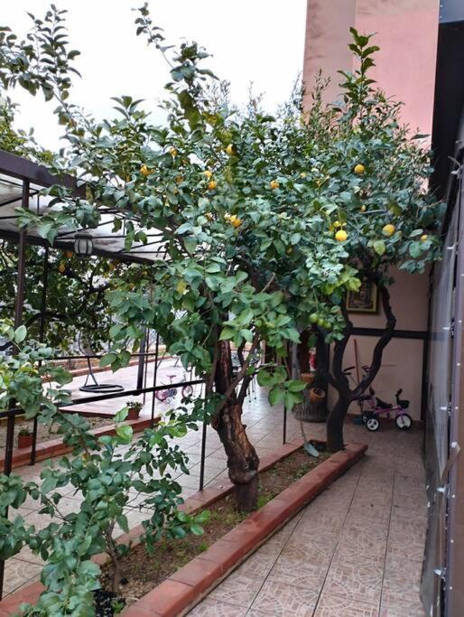 La Casetta Dei Limoni Apartamento